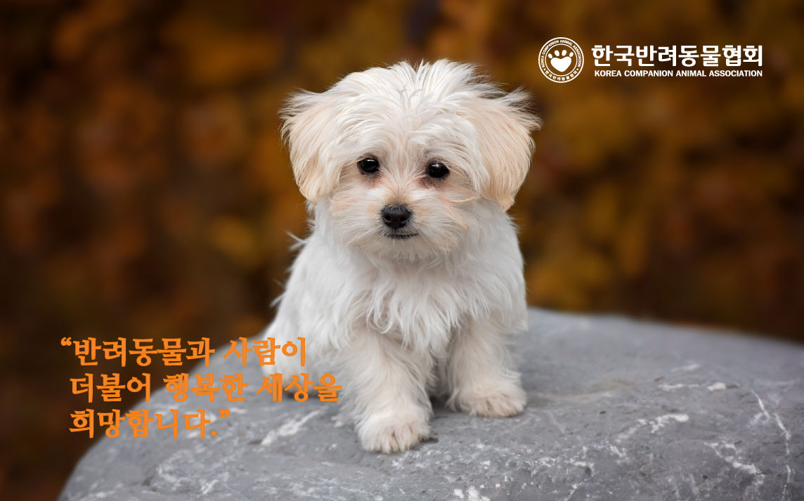 한국반려동물협회