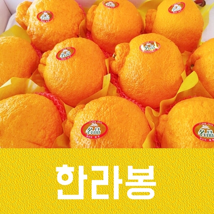한라봉체험농장 효성농원