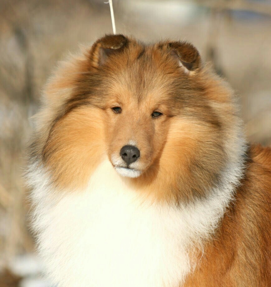 엔젤메이트셀티