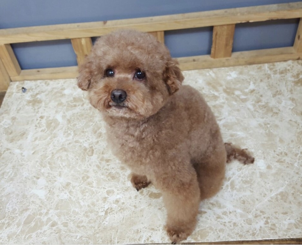 동물농장애견전문미용실 대표 이미지