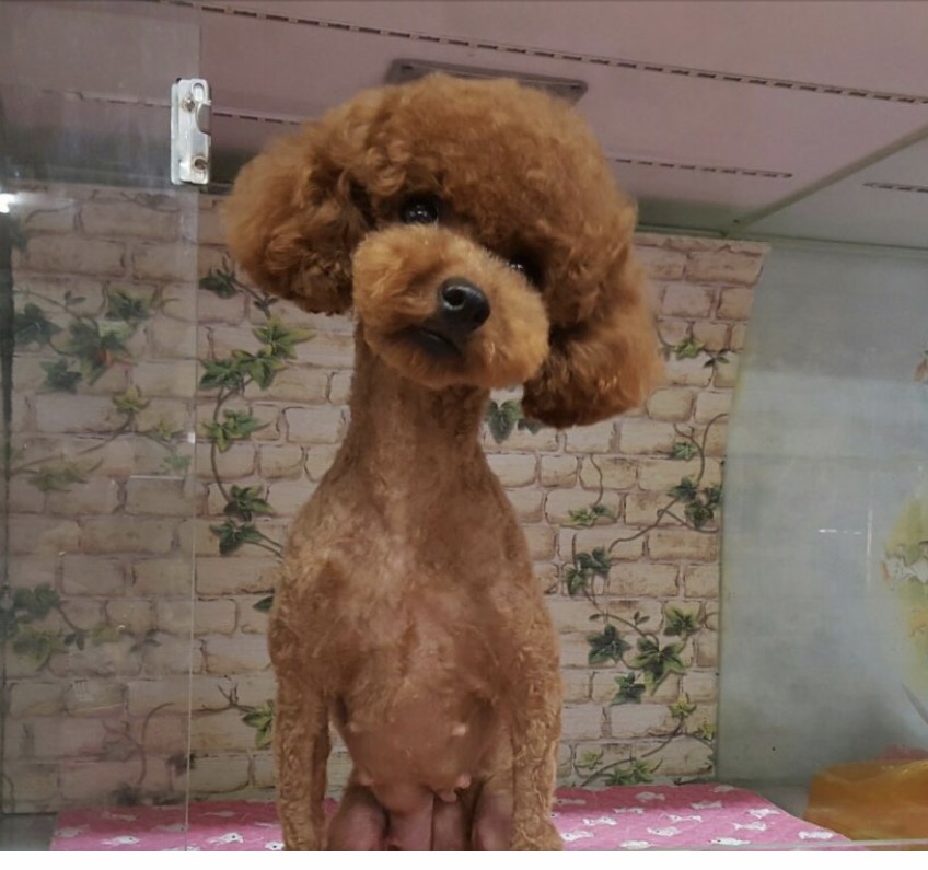동물농장애견전문미용실 대표 이미지