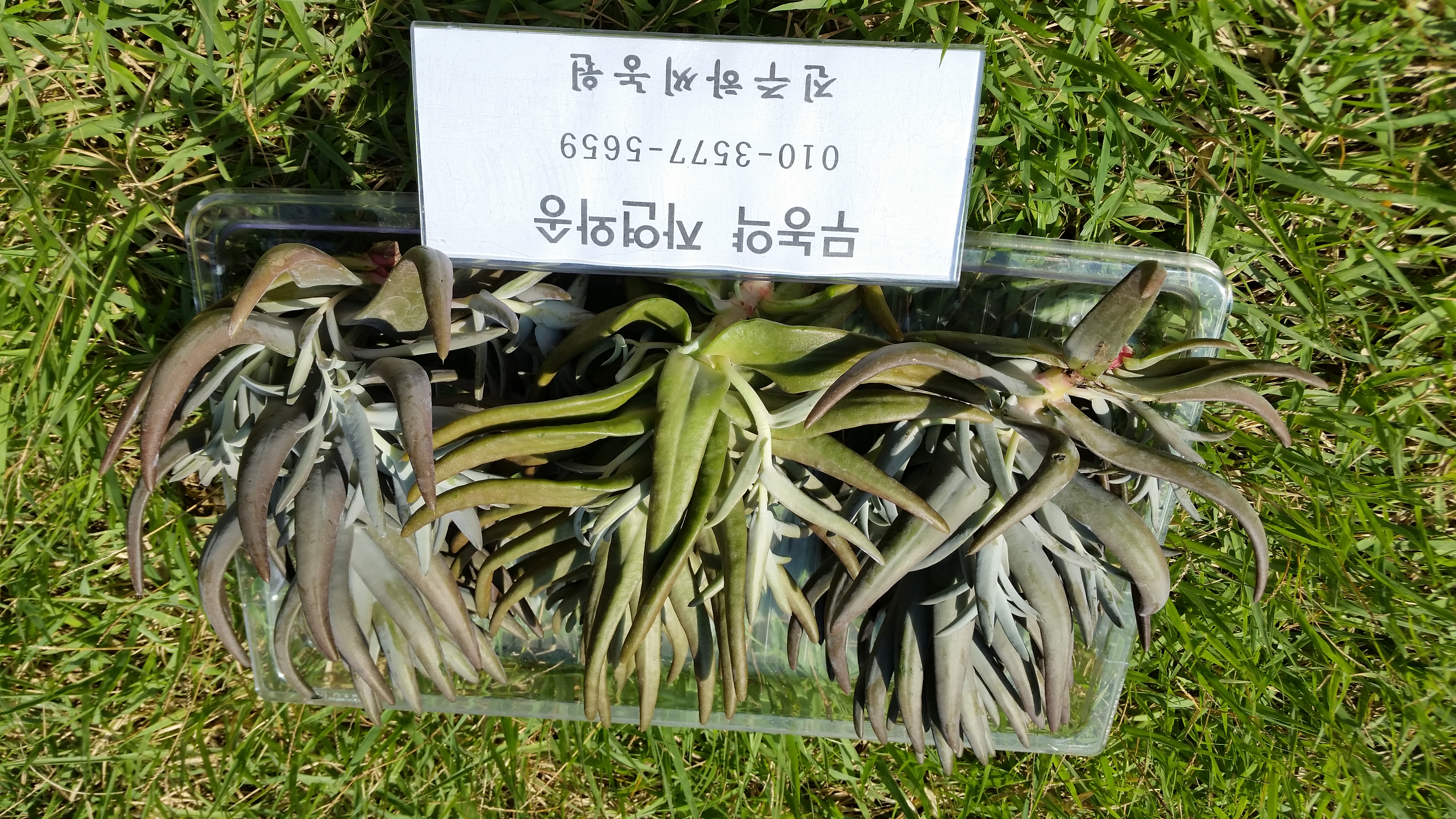 진주하씨농원