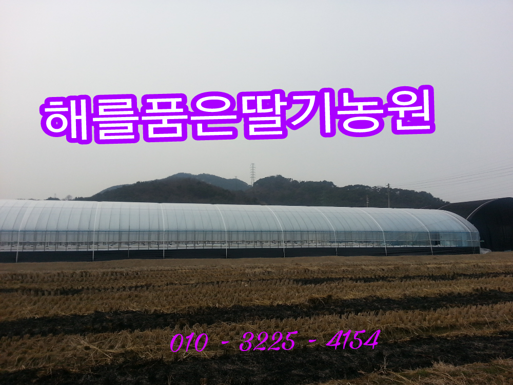 해를품은딸기농원