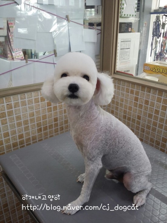 이개내고양이 대표 이미지