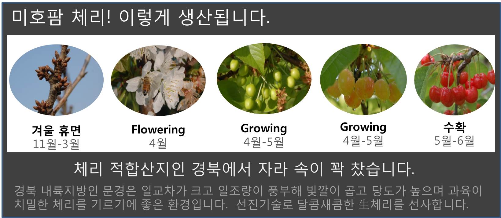 미호팜 체리농장
