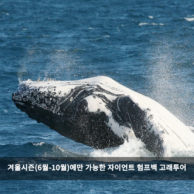 현대여행사