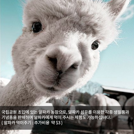현대여행사