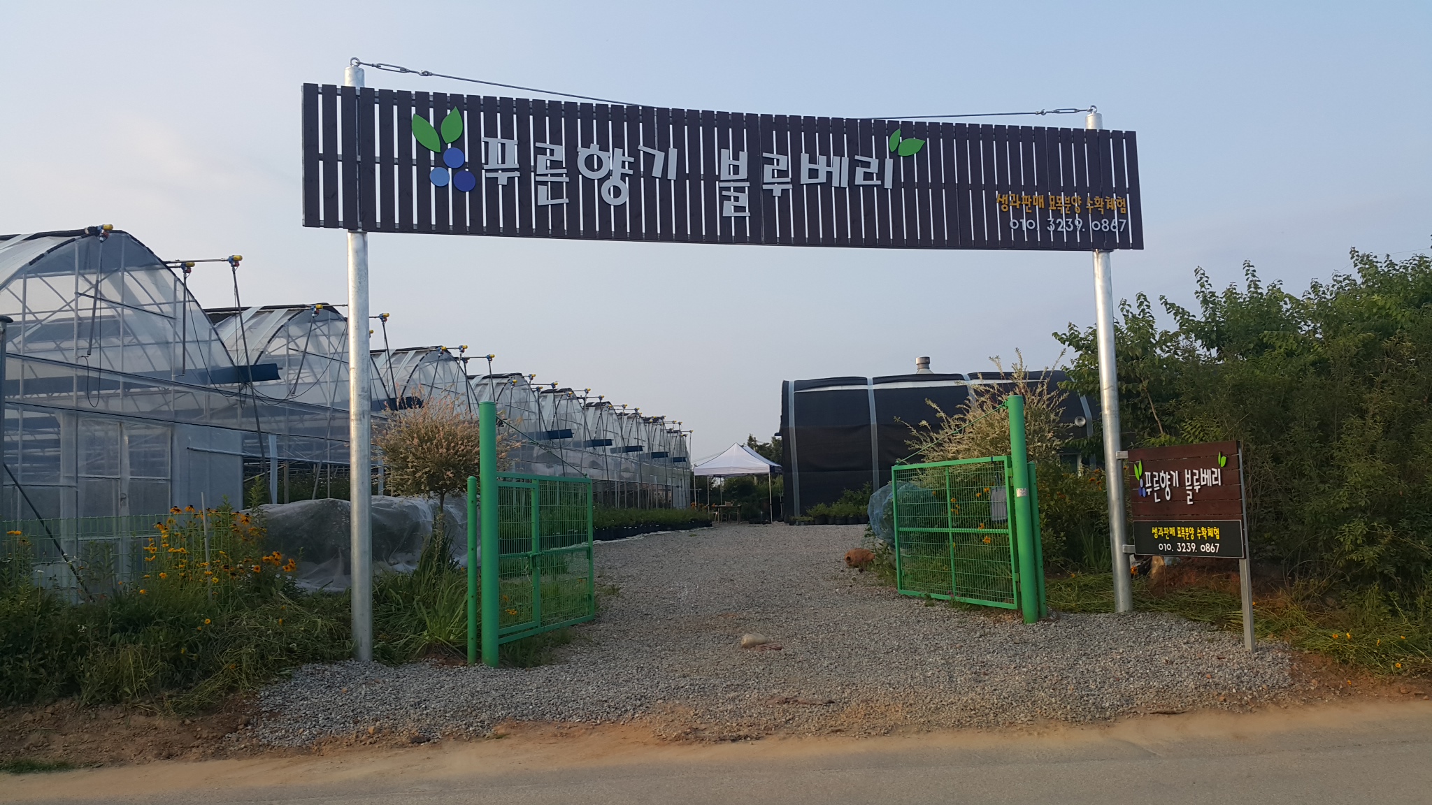 푸른향기 블루베리