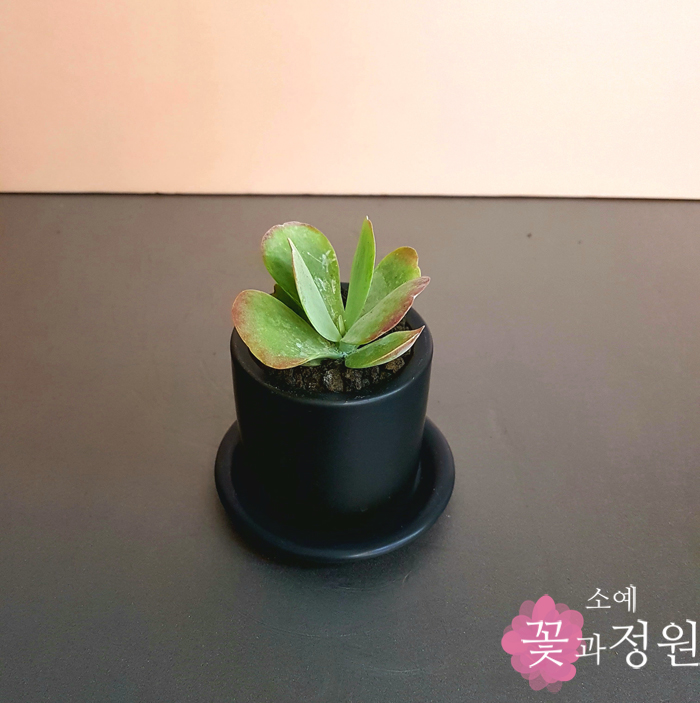 소예 꽃과정원