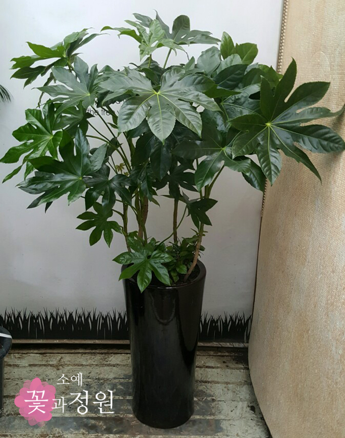 소예 꽃과정원