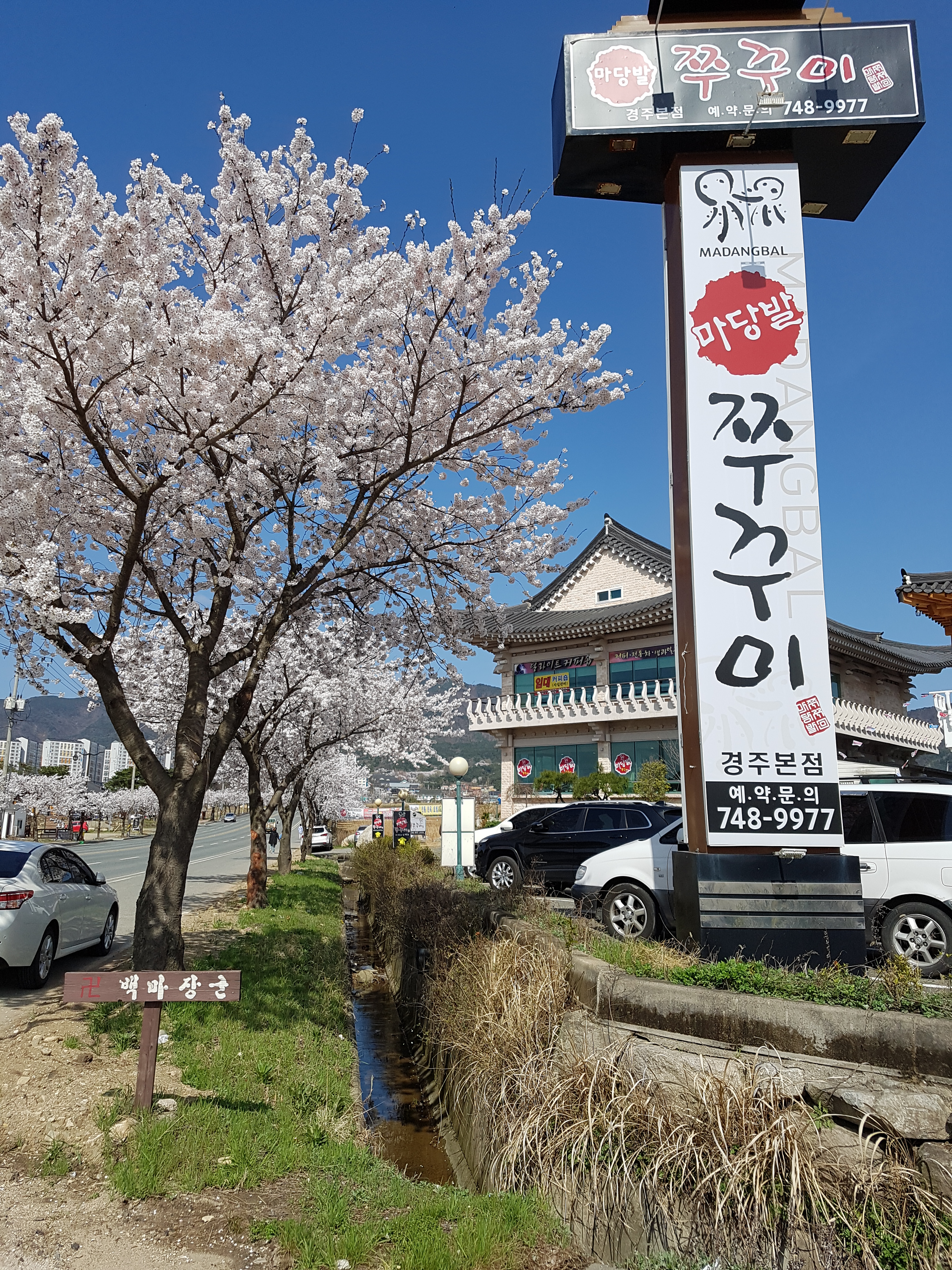마당발쭈꾸미 경주본점