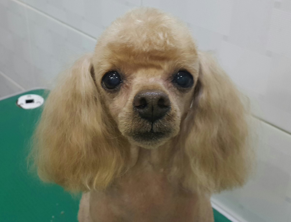 DC클럽 대표 이미지