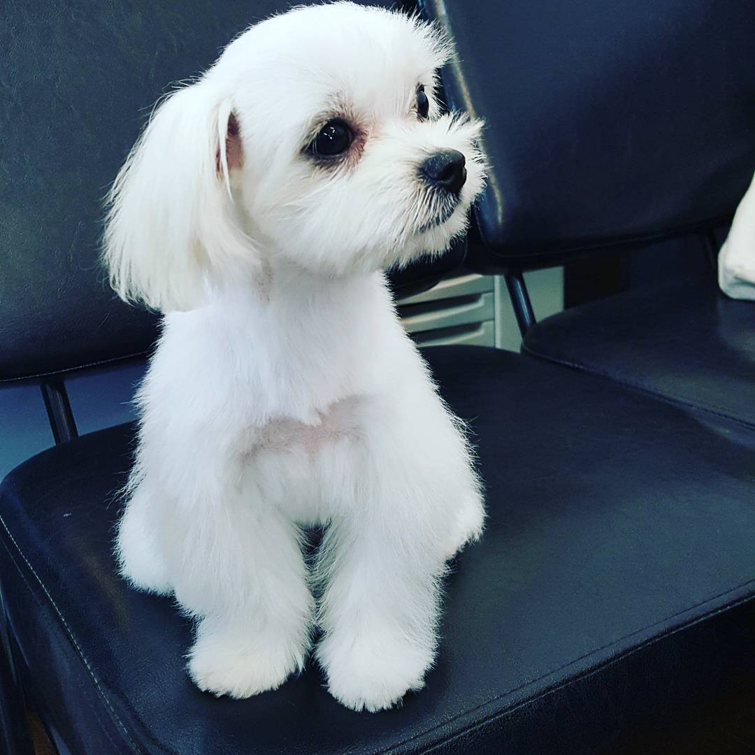 모모펫살롱 대표 이미지