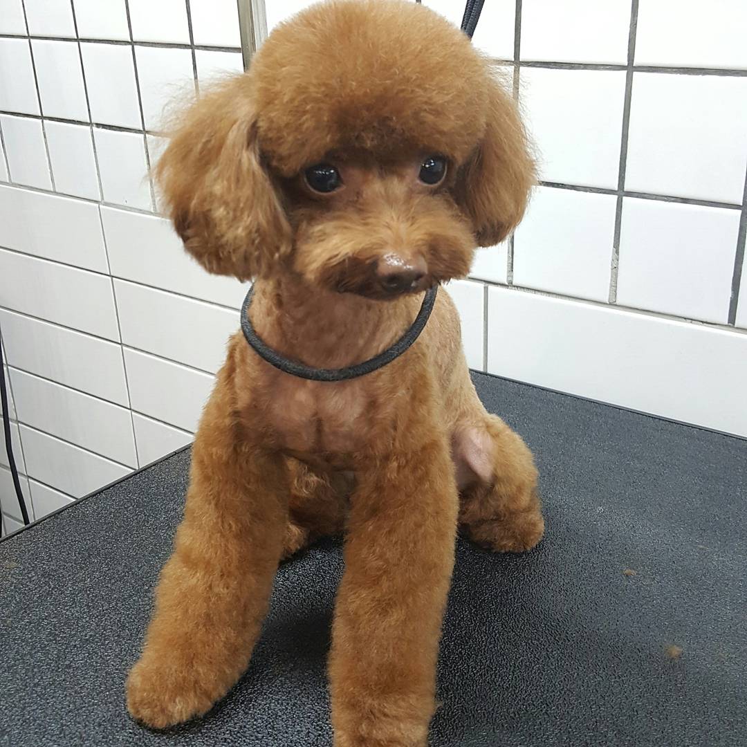 모모펫살롱 대표 이미지