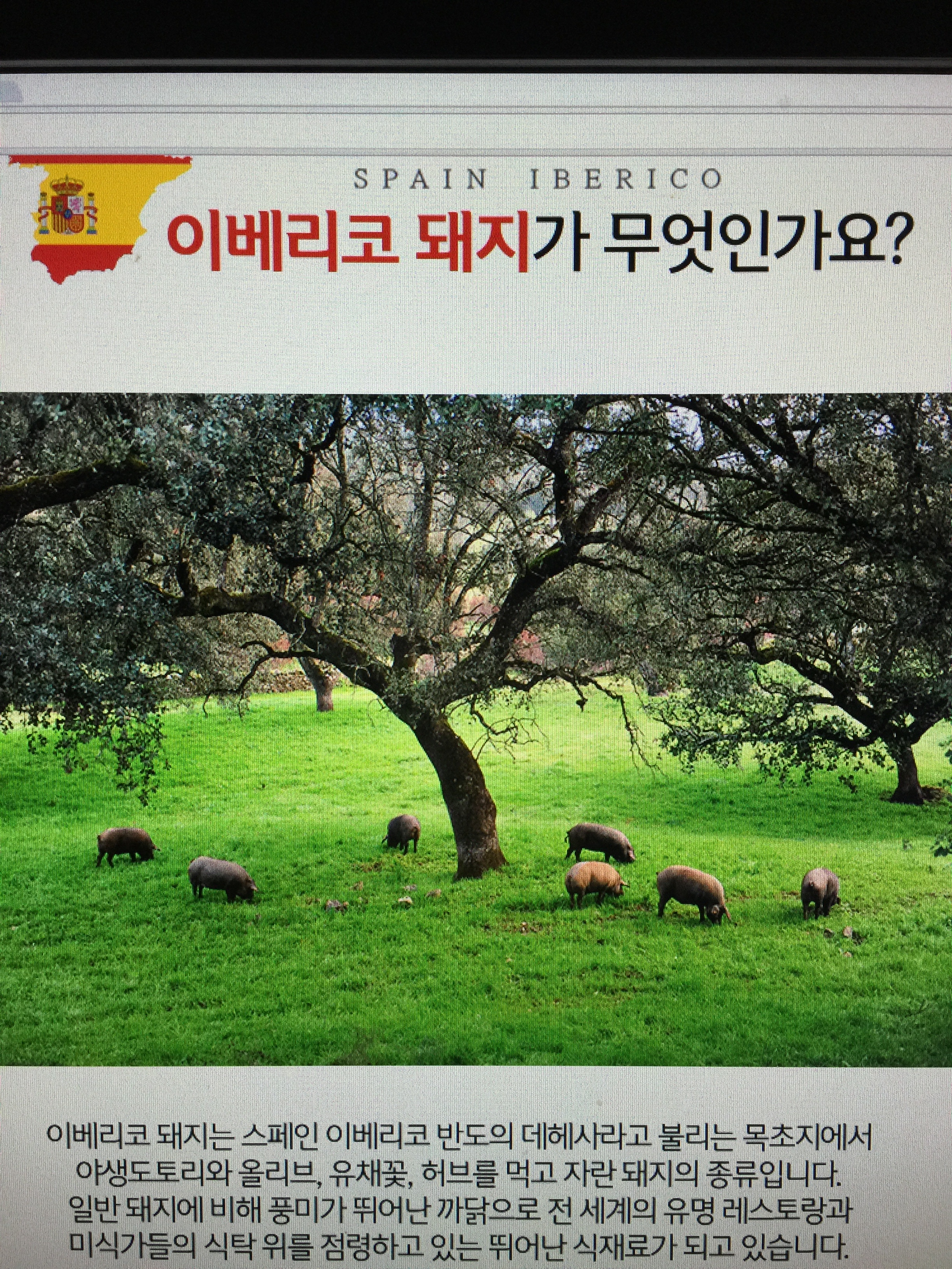 맛찬이베리코