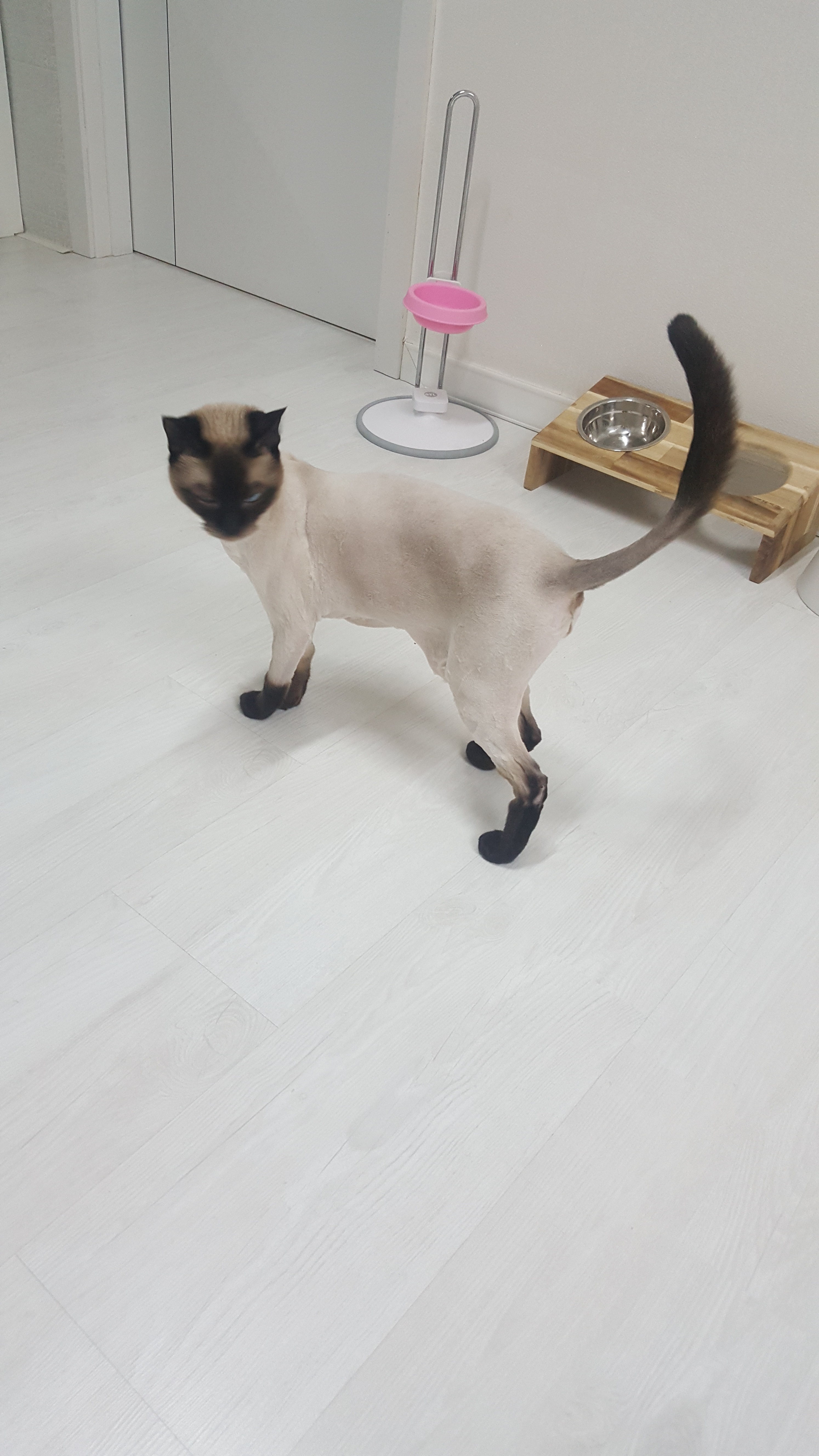 뷰티개냥이 대표 이미지