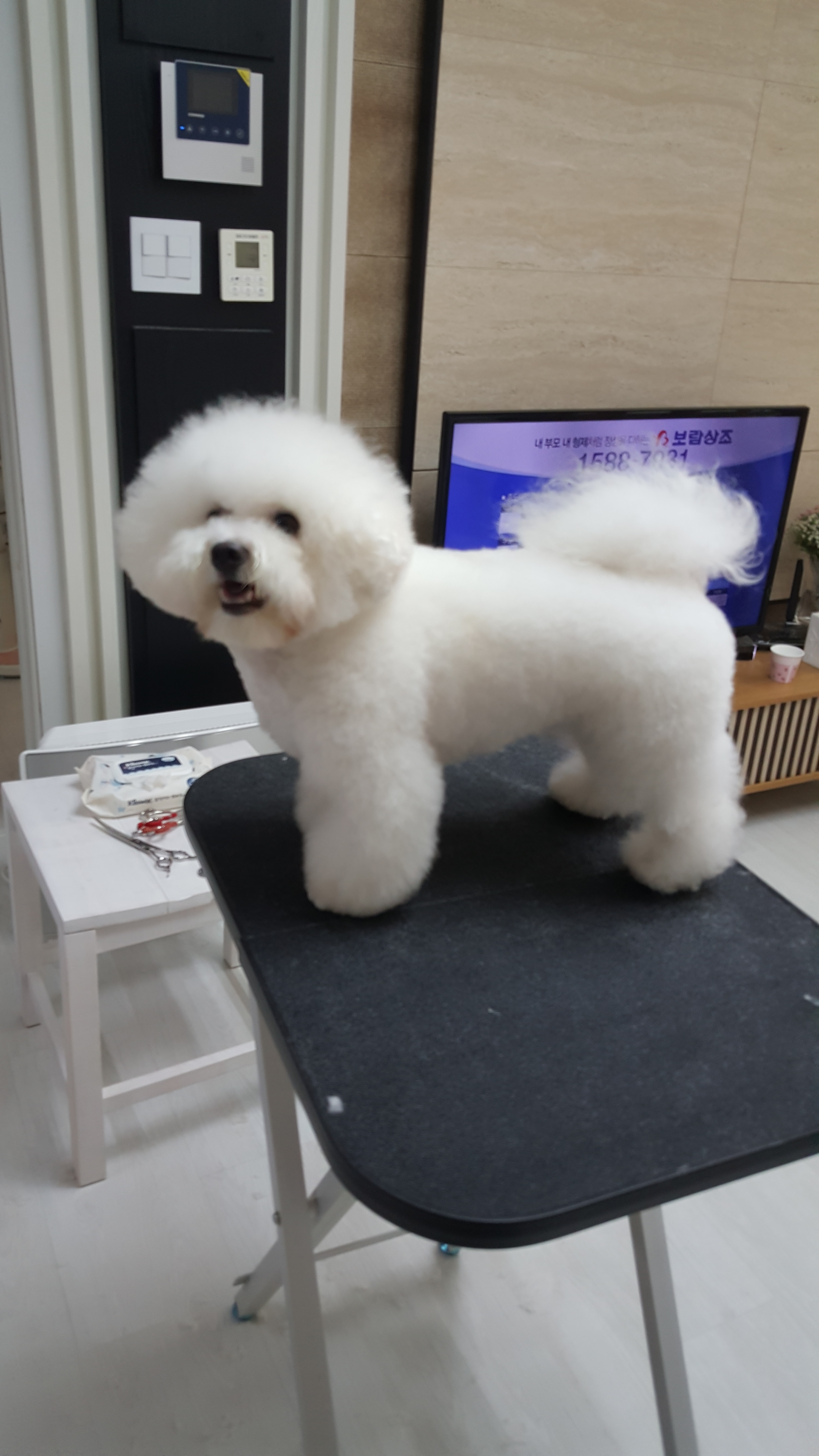 뷰티개냥이 대표 이미지