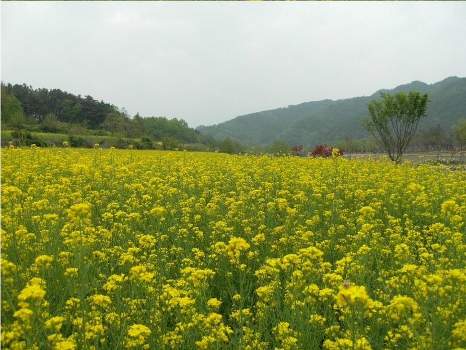 회룡포녹색농촌체험마을