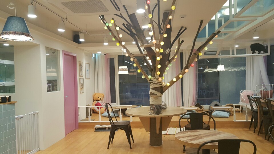 하늘을걷는고양이카페
