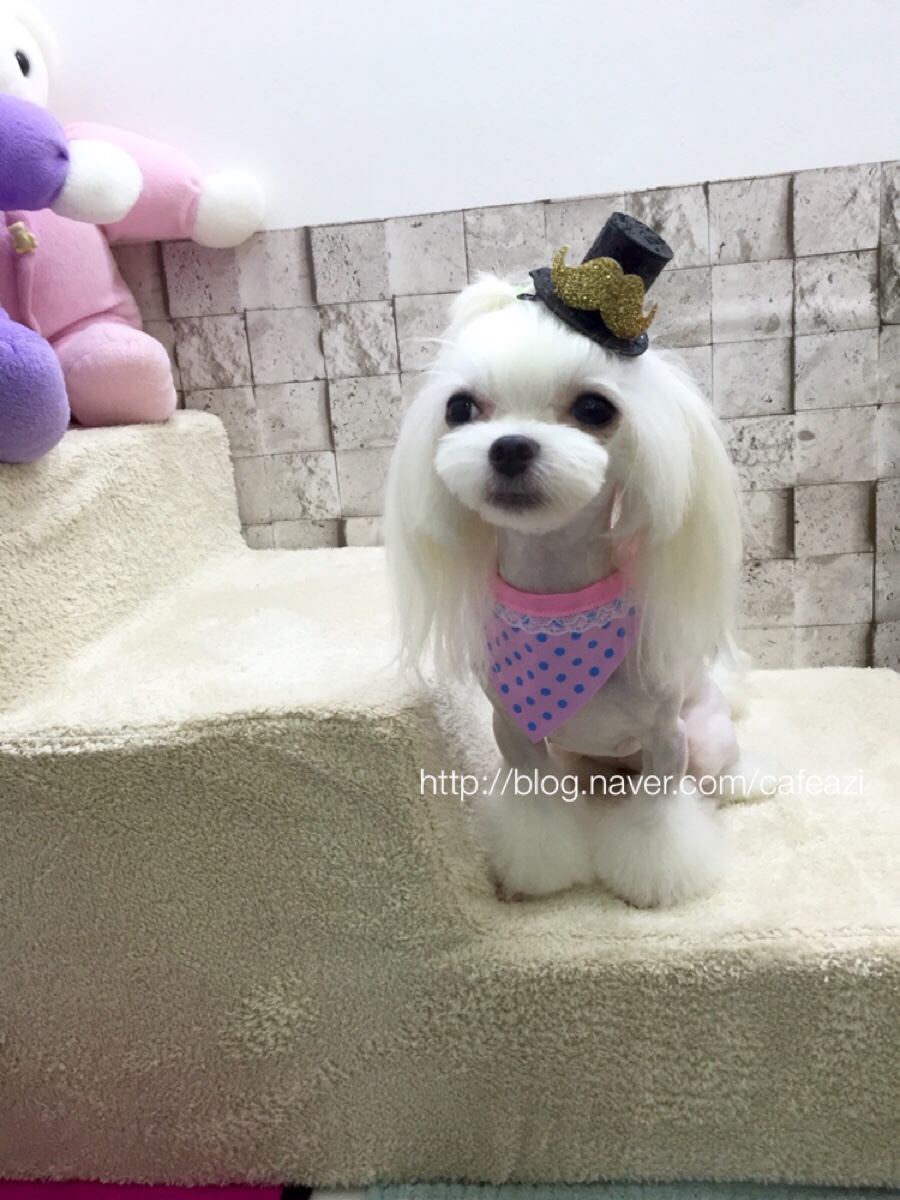 아지펫살롱 대표 이미지