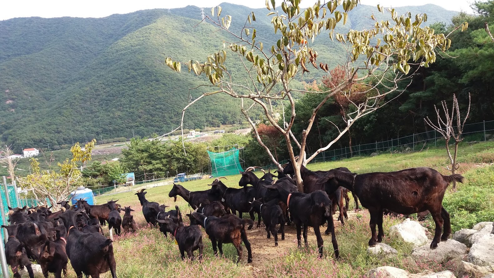 순이네흑염소농장