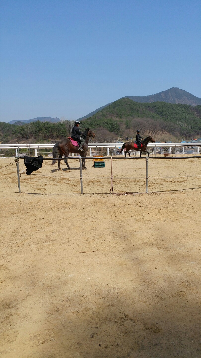 청송승마장
