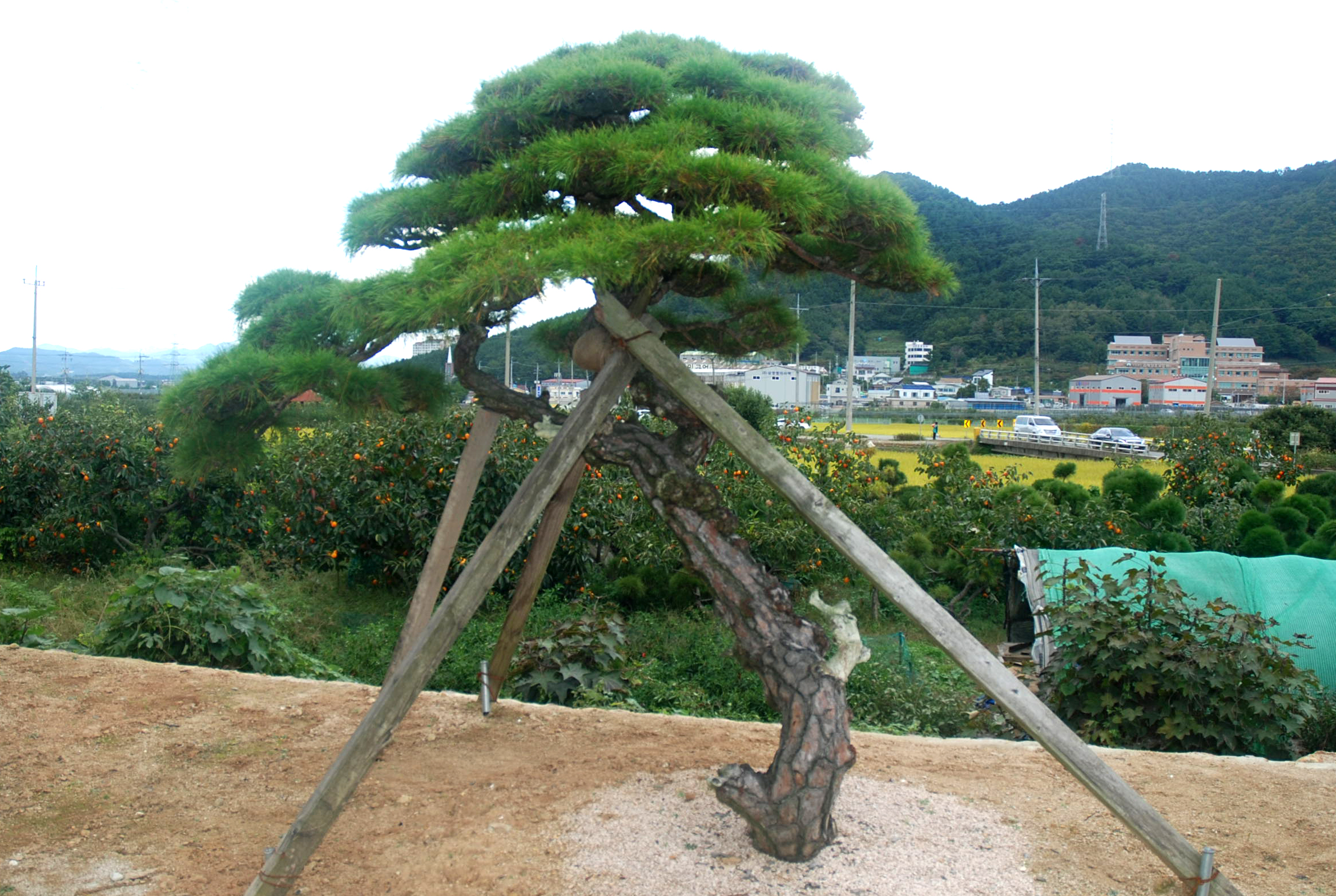 남도조경