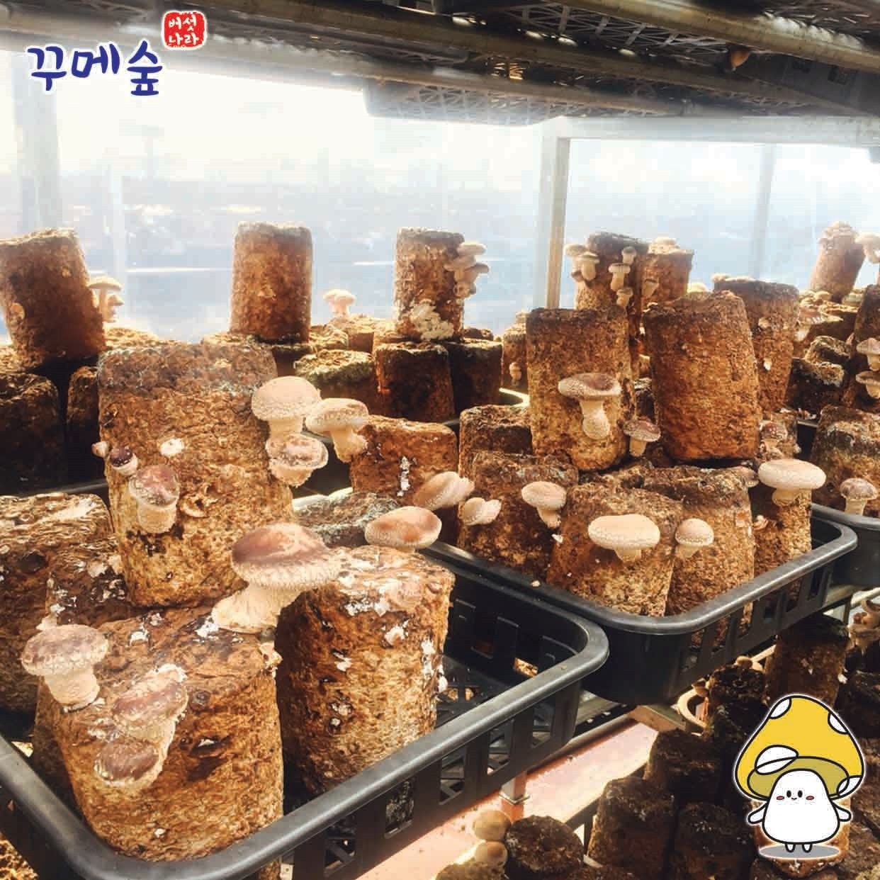 꾸메숲 버섯나라