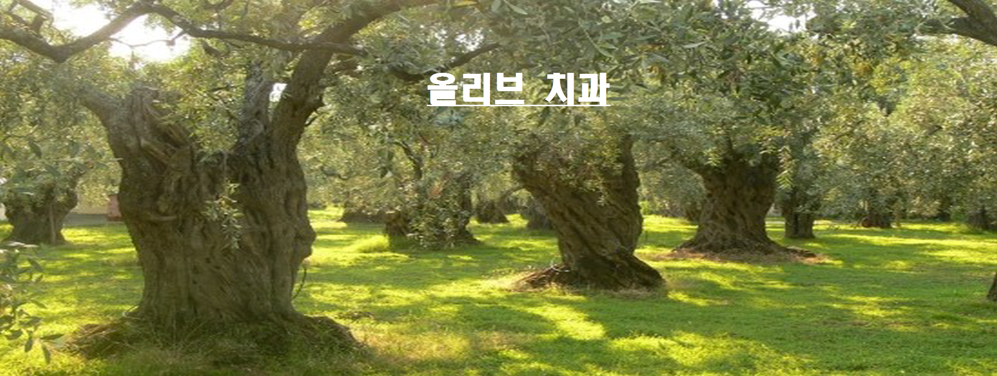 올리브치과의원 대표 이미지