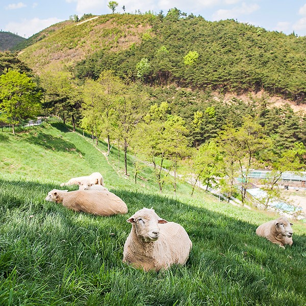 칠곡양떼목장