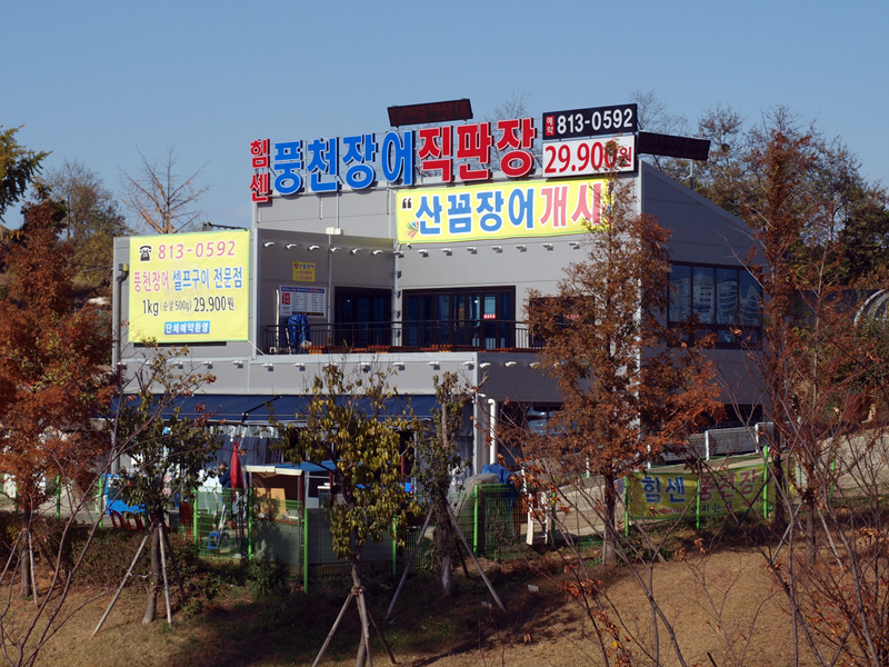 힘센풍천장어