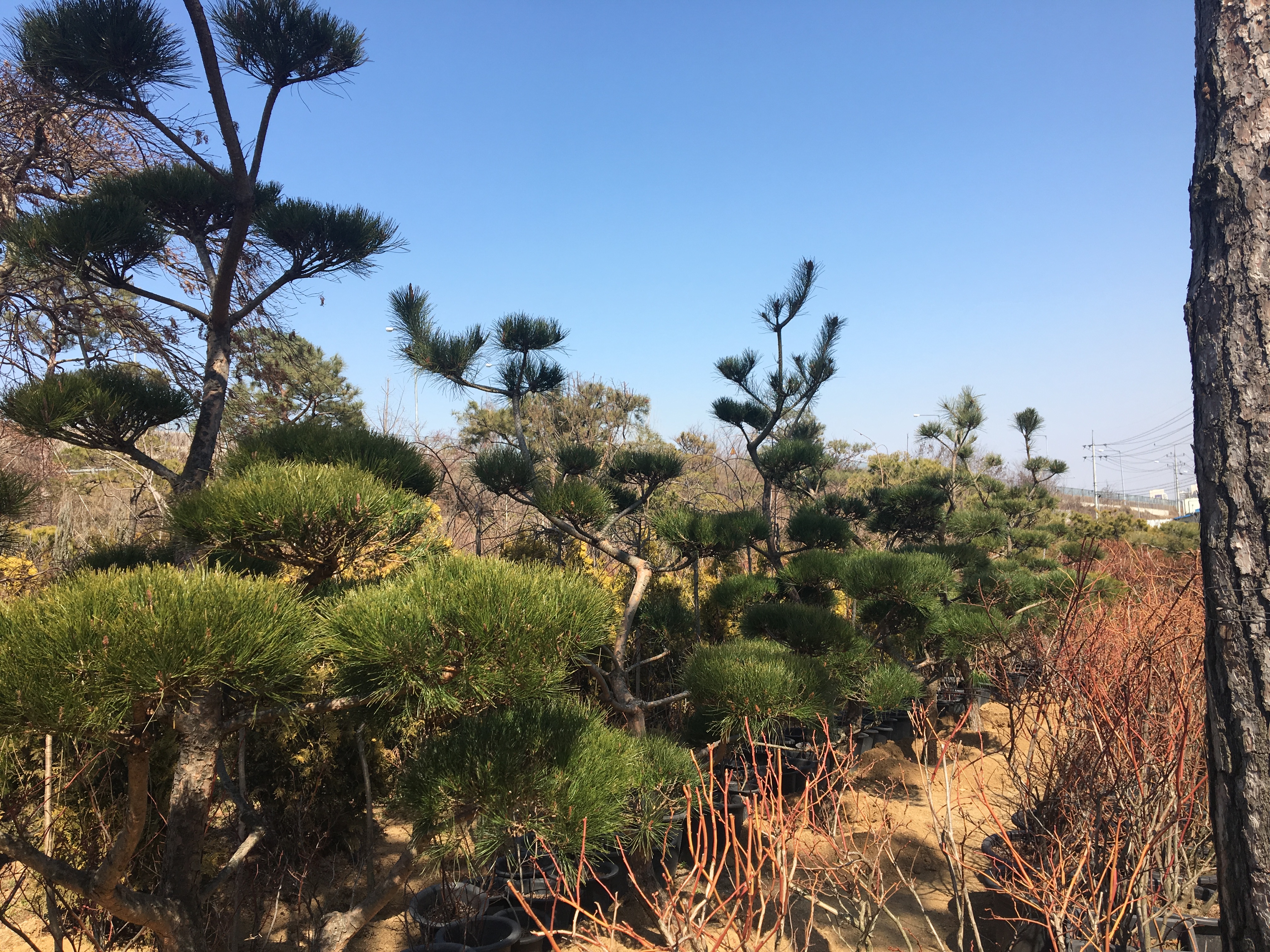 늘푸른조경
