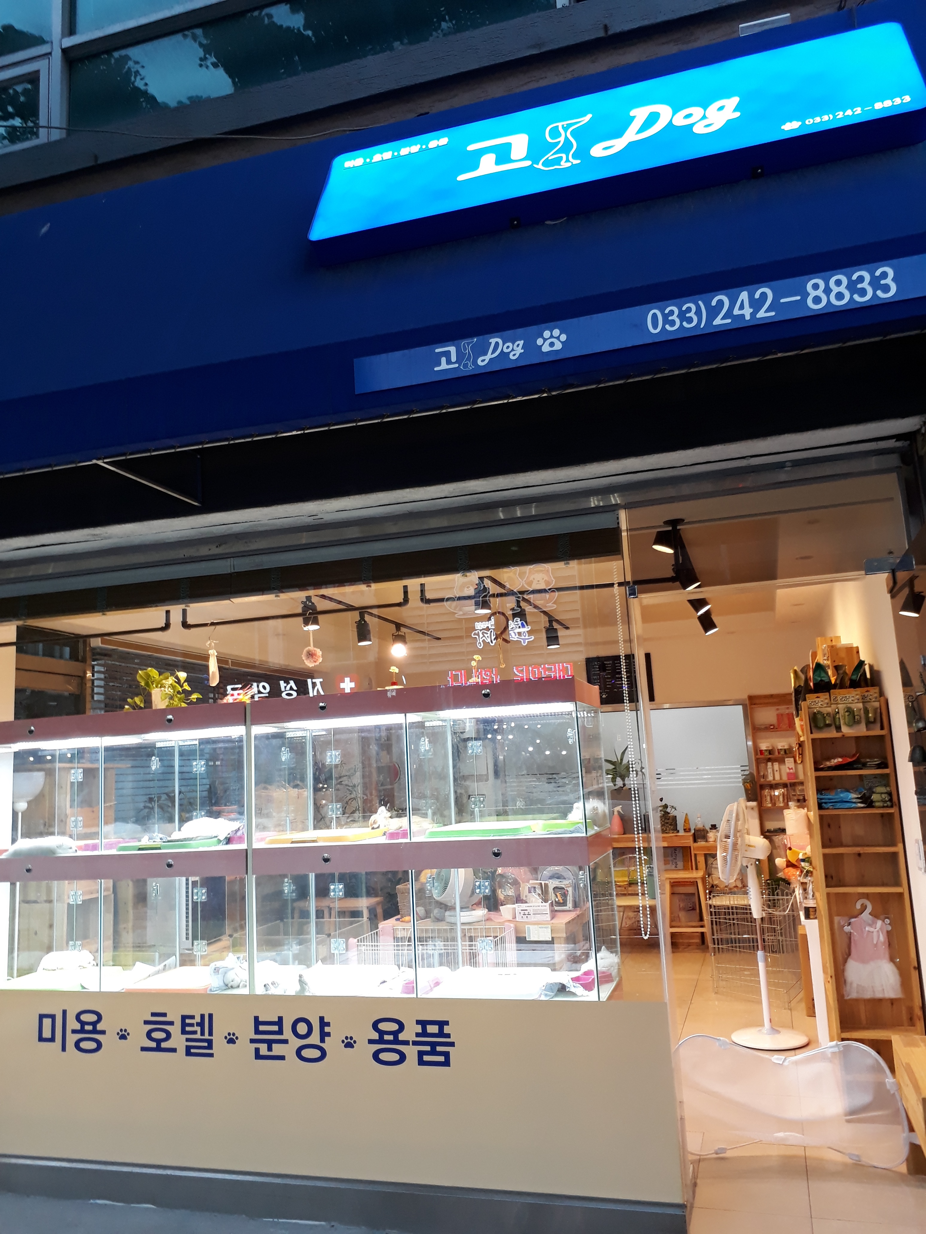 고 Dog 대표 이미지