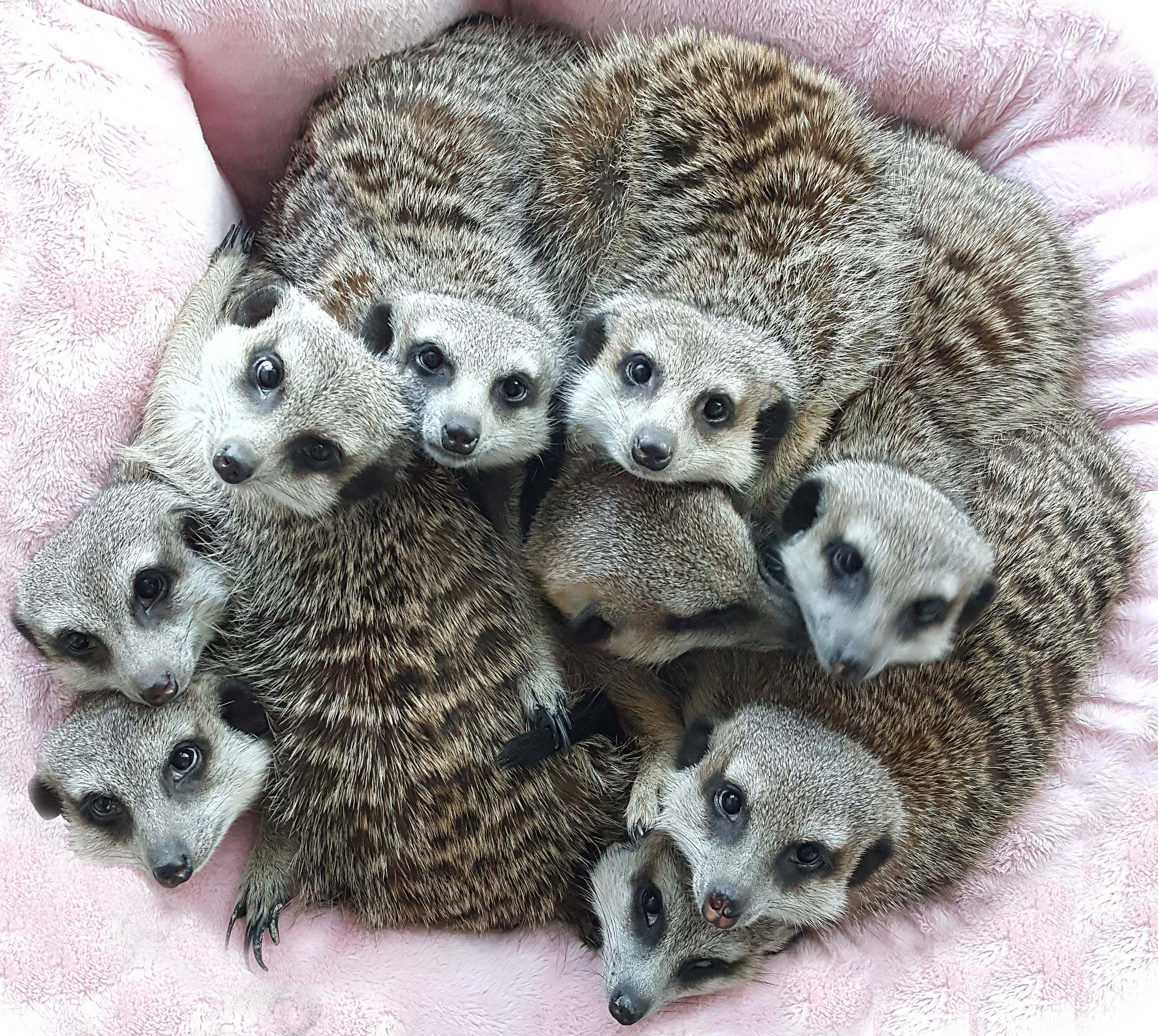 에덴미어캣프랜즈