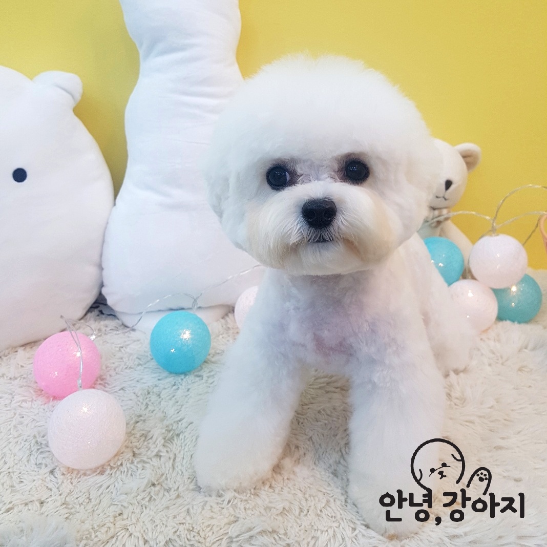 안녕강아지 대표 이미지