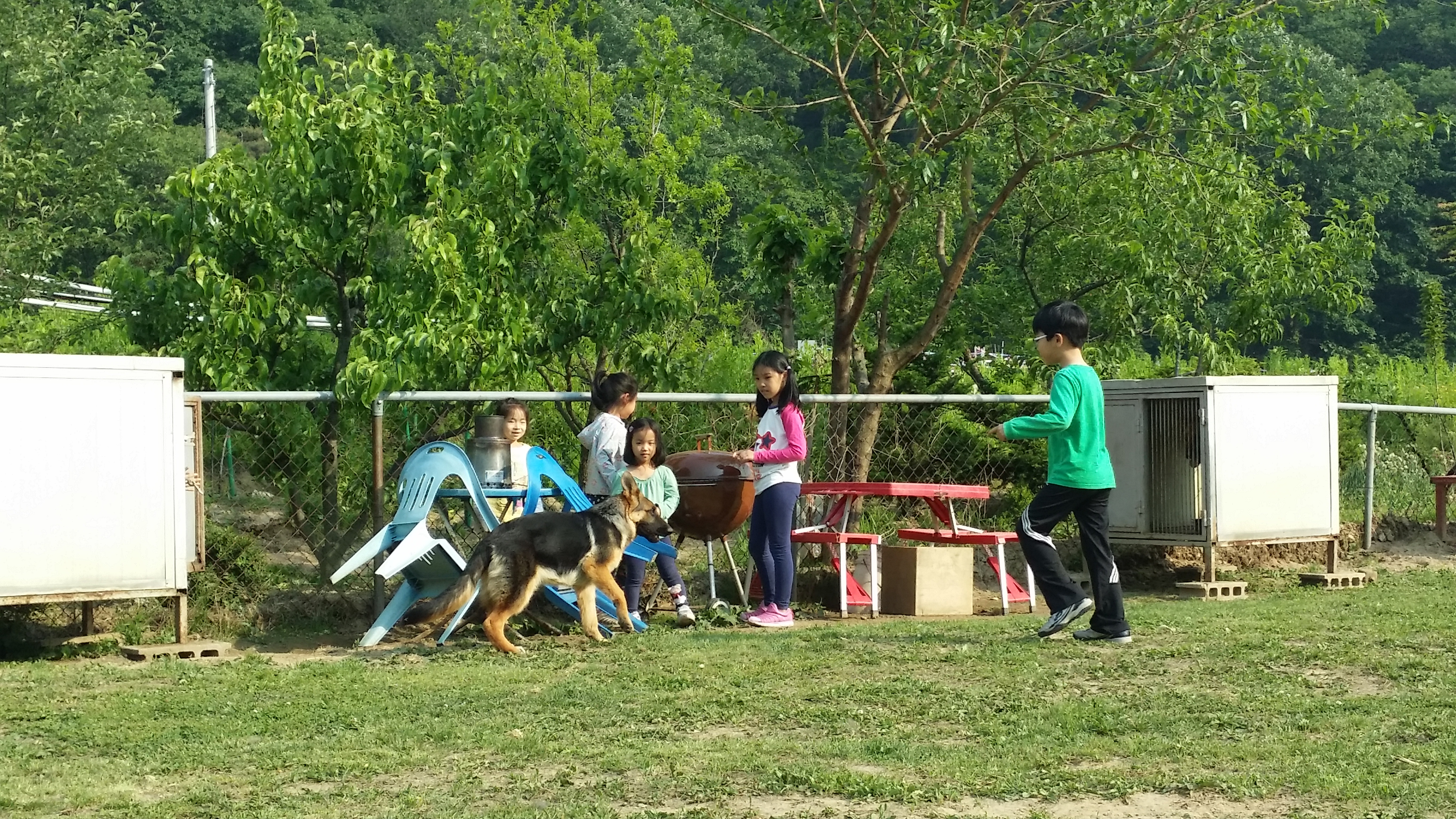Dogs and Human
