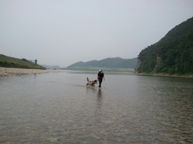 Dogs and Human 대표 이미지