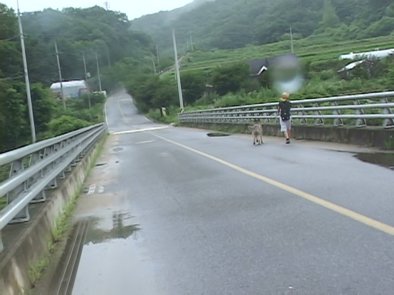 Dogs and Human 대표 이미지