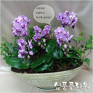 삼풍플라워