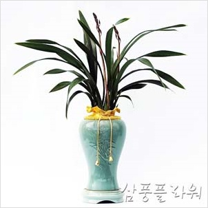 삼풍플라워
