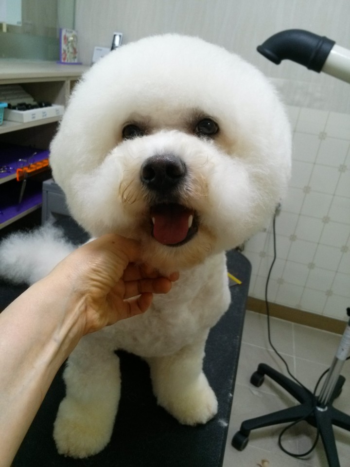 다온펫샵 대표 이미지