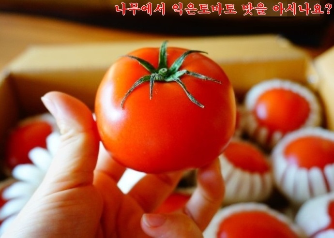 토마토피아