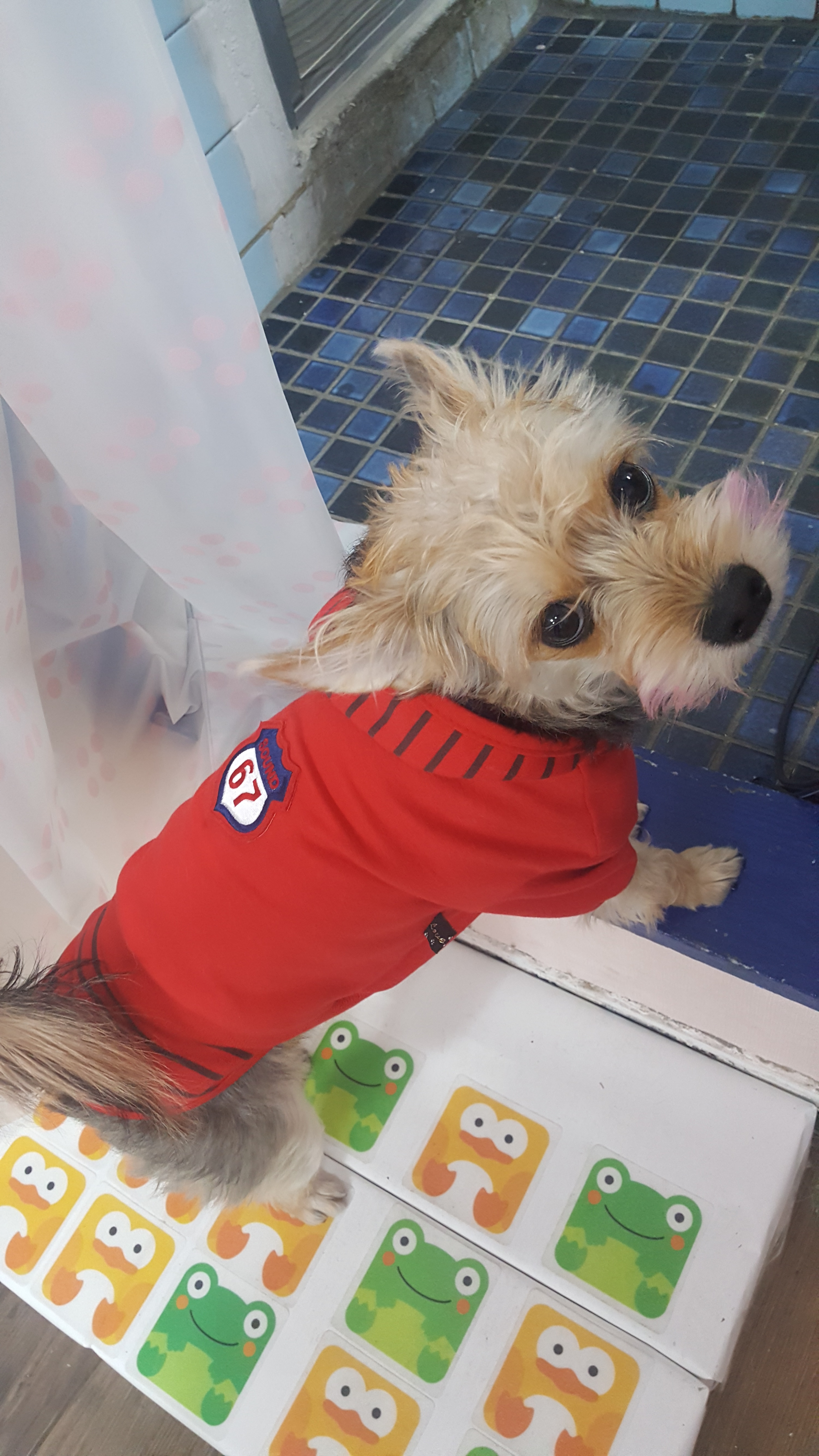 다솜애견 대표 이미지
