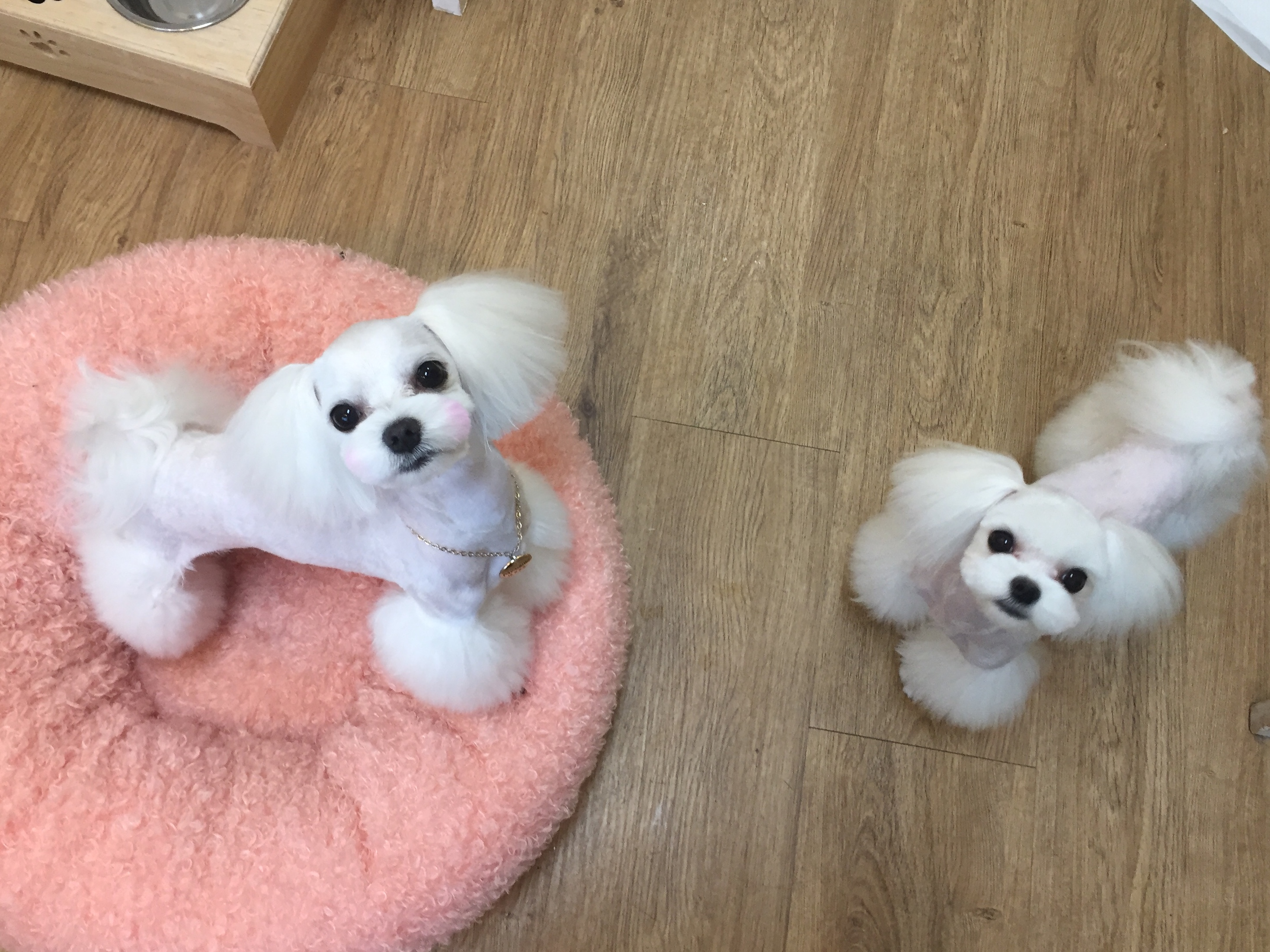 강아지는미용빨 대표 이미지