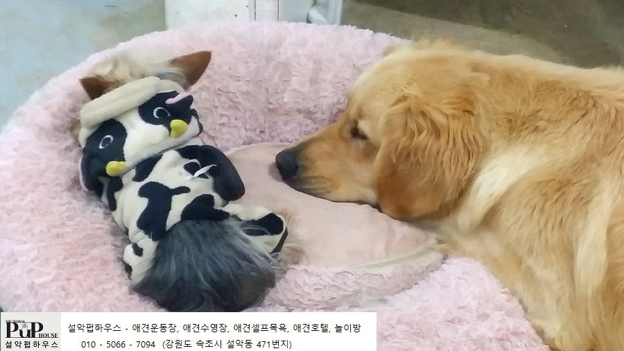 놀다가개 대표 이미지