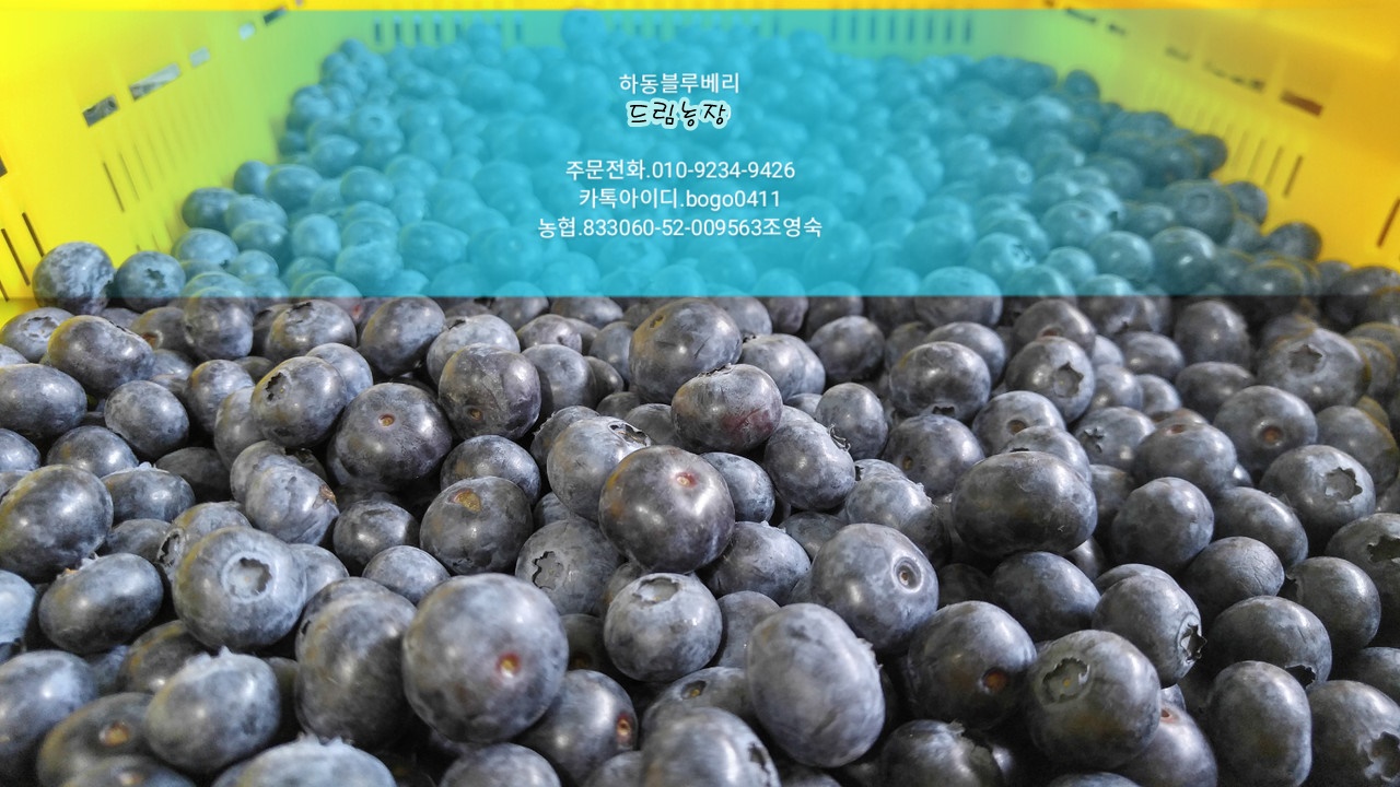 하동블루베리드림농장