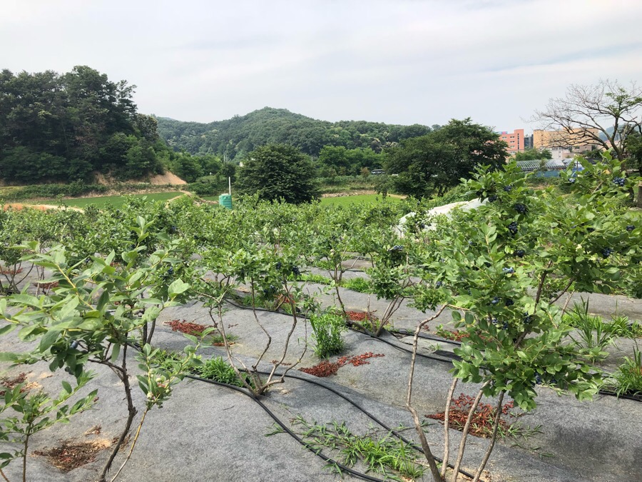 산새소리블루베리농장