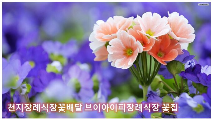 브이아이피