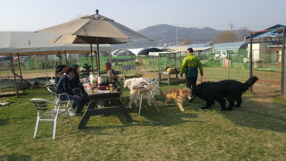 두산이네애견샵 대표 이미지