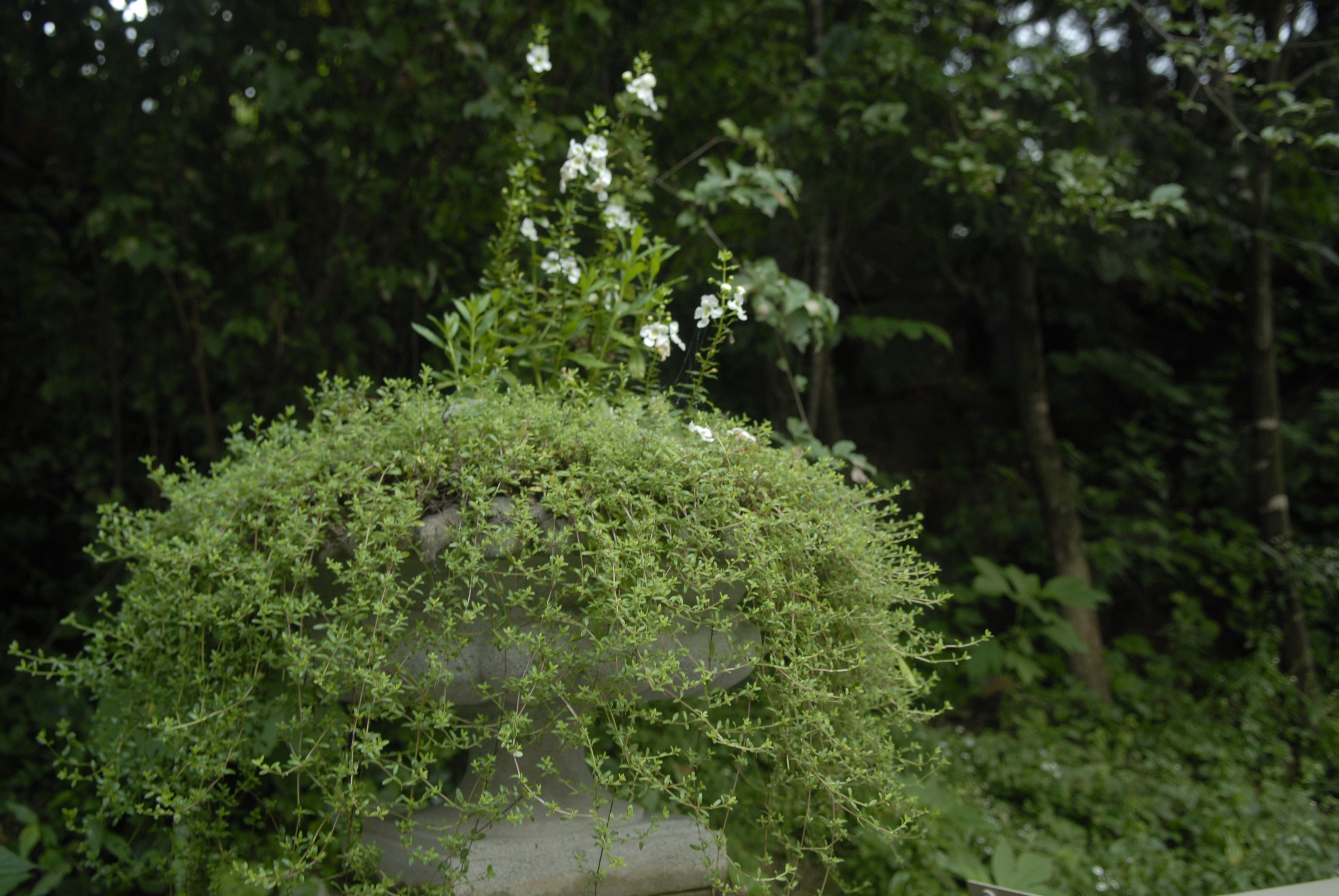 더보테니컬샵 대표 이미지